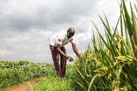 UGANDA-CHINA-AGRICULTURAL COOPERATION-RICE GROWING