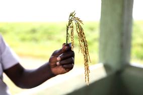 UGANDA-CHINA-AGRICULTURAL COOPERATION-RICE GROWING