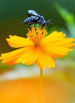 Rare blue bee in western Japan