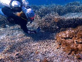 Reef Monitoring In Indonesia As One Of The World's Coral Triangle