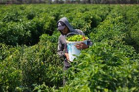 Harvest Pepper Plants - Gaza