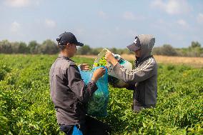 Harvest Pepper Plants - Gaza