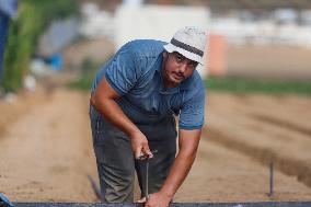 Preparing The Land For A New Agricultural Season - Gaza