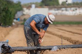 Preparing The Land For A New Agricultural Season - Gaza