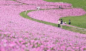 Petunia flowers at eastern Japan park