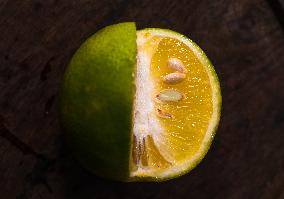 Citrus Limetta