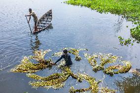 Harvesting Waterlilies In Bangladesh