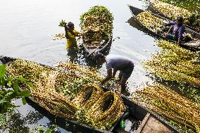 Harvesting Waterlilies In Bangladesh