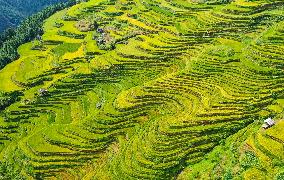 Jiabang Rice Terraces
