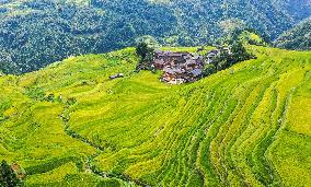 Jiabang Rice Terraces