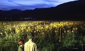 Sunflower field lit up in Wakayama Pref.
