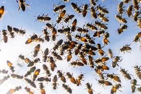5 Million Bees Fall Off Truck - Canada