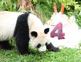 GERMANY-BERLIN-GIANT PANDA TWINS-FOURTH BIRTHDAY