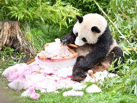 GERMANY-BERLIN-GIANT PANDA TWINS-FOURTH BIRTHDAY