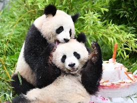 GERMANY-BERLIN-GIANT PANDA TWINS-FOURTH BIRTHDAY