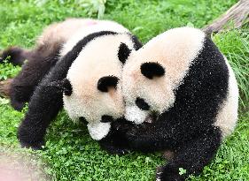 GERMANY-BERLIN-GIANT PANDA TWINS-FOURTH BIRTHDAY