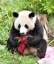 GERMANY-BERLIN-GIANT PANDA TWINS-FOURTH BIRTHDAY