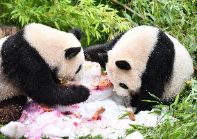 GERMANY-BERLIN-GIANT PANDA TWINS-FOURTH BIRTHDAY