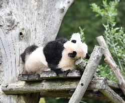 GERMANY-BERLIN-GIANT PANDA TWINS-FOURTH BIRTHDAY