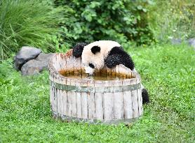 GERMANY-BERLIN-GIANT PANDA TWINS-FOURTH BIRTHDAY