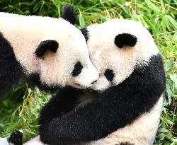 GERMANY-BERLIN-GIANT PANDA TWINS-FOURTH BIRTHDAY