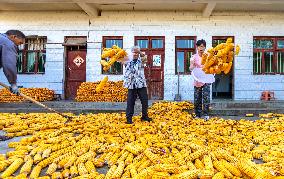 #CHINA-AUTUMN HARVEST (CN)