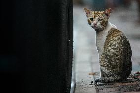 Daily Life In Colombo