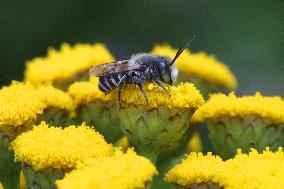 Relative Leafcutter Bee