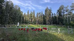 CANADA-SASKATCHEWAN-BEAUVAL-INDIAN RESIDENTIAL SCHOOL-CHILD AND INFANT GRAVES