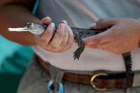 Four Endangered Gharial Crocodiles Born - Texas