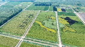 Giant Cartoon Painting Pattern in A Rice Field in Xi 'an