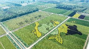 Giant Cartoon Painting Pattern in A Rice Field in Xi 'an