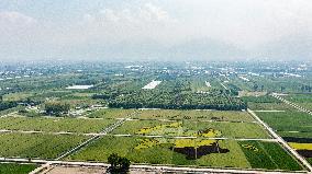 Giant Cartoon Painting Pattern in A Rice Field in Xi 'an