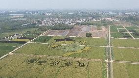 Giant Cartoon Painting Pattern in A Rice Field in Xi 'an