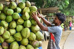 INDIA-ASSAM-COCONUT VENDOR