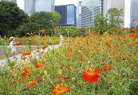 Cosmos at Tokyo park