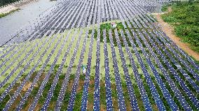 Photovoltaic Power Plant in Liuzhou