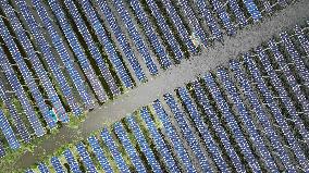 Photovoltaic Power Plant in Liuzhou