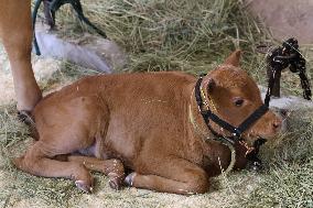 Harvest festival and livestock show