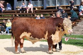 Harvest festival and livestock show