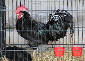 Harvest festival and livestock show