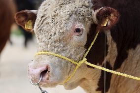 Harvest festival and livestock show