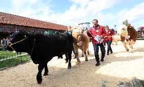 Harvest festival and livestock show