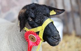 Harvest festival and livestock show