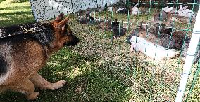 Harvest festival and livestock show