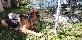Harvest festival and livestock show