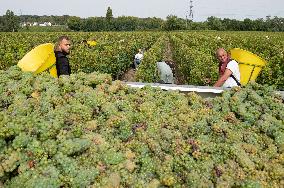 FRANCE-BORDEAUX-GRAPES-HARVEST