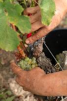 FRANCE-BORDEAUX-GRAPES-HARVEST