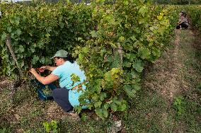 FRANCE-BORDEAUX-GRAPES-HARVEST