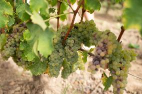 FRANCE-BORDEAUX-GRAPES-HARVEST